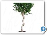 Ficus nitida Stem corkscrew