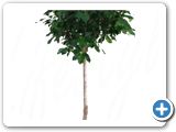 Ficus nitida stem h.160