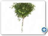 Ficus nitida stem h.225