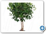 Ficus nitida stem h.90