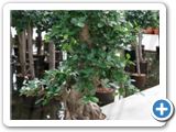 Ficus panda s-type bonsai h.140
