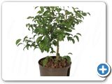 Ficus wiandi (60-90)
