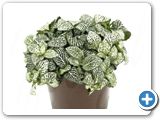 Fittonia white anne