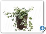 Hedera helix tonny hanging plant 15-19