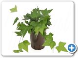 Hedera montgomery Hanging plant