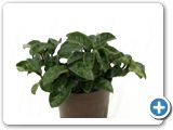 Hoya carnosa compacta Hanging plant