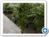 Kentia (howea) forsteriana tuft h.240