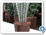 Pachycereus pringley