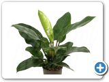Philodendron imperial green