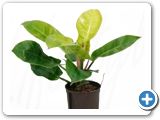 Philodendron lemon mandjari