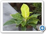 Philodendron lemon mandjari h.60