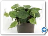 Philodendron scandens hanging plant