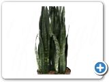 Sanseveria coral black tuft h.90