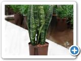 Sansevieria coral black tuft