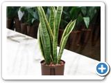 Sansevieria laurentii tuft