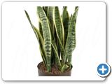 Sansevieria laurentii tuft h.85