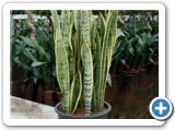 Sansevieria laurentii tuft h. 100