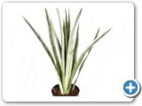 Sansevieria white flame tuft