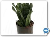 Sansevieria zeylanica compacta tuft