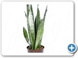 Sansevieria zeylanica tuft