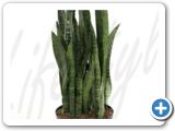 Sansevieria zeylanica tuft (95-110)