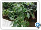 Schefflera amate 2pp
