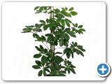 Schefflera arboricola 2pp