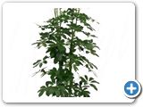 Schefflera arboricola 4pp