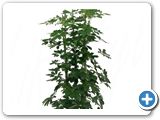 Schefflera arboricola 6pp