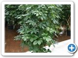 Schefflera arboricola bush branched