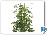 Schefflera gold capella 4pp