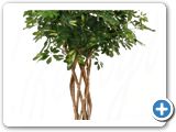 Schefflera gold capella open window