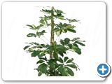 Schefflera gold cappella 2pp h.100