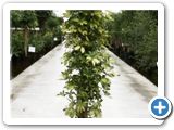 Schefflera trinette stem busch h.135