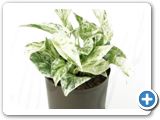 Scindapsus marble queen hanging plant