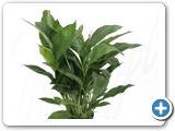 Spathiphyllum mont blanc