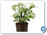 Syngonium white butterfly