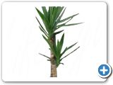 Yucca 60-30