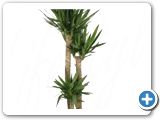 Yucca 90-60-30