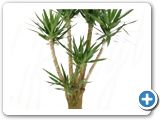 Yucca branched extra h.180