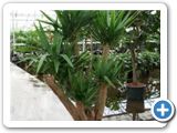 Yucca Branched extra h.200