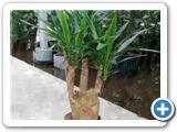 Yucca Branched h.100