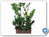 Zamioculcas zamiifolia h.75