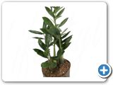 Zamioculcas zamiifolia h.80